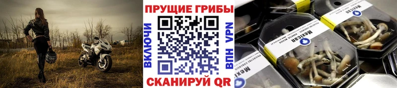 купить наркотик  Березники  Галлюциногенные грибы мицелий 